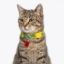 ZILGOLRED(2).webp