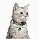 ZILPARGREEN(2).webp