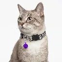 ZILPARPURPLE(2).webp