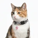 ZILPARPINK(2).webp